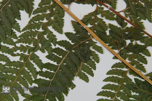 粗毛鱗蓋蕨藏品圖，第4張