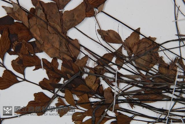 石生鐵角蕨藏品圖，第4張