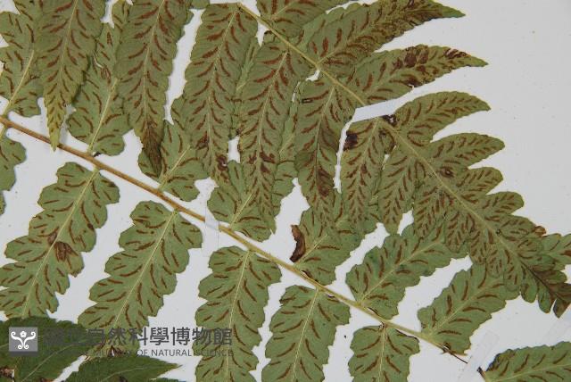 深山雙蓋蕨藏品圖，第4張