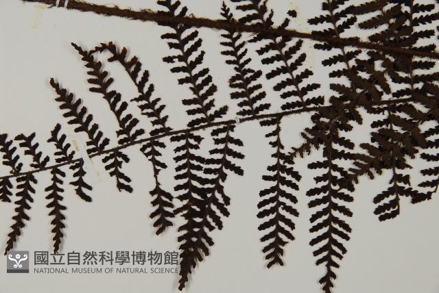 Accession Number:P001584 Collection Image, Figure 4, Total 4 Figures