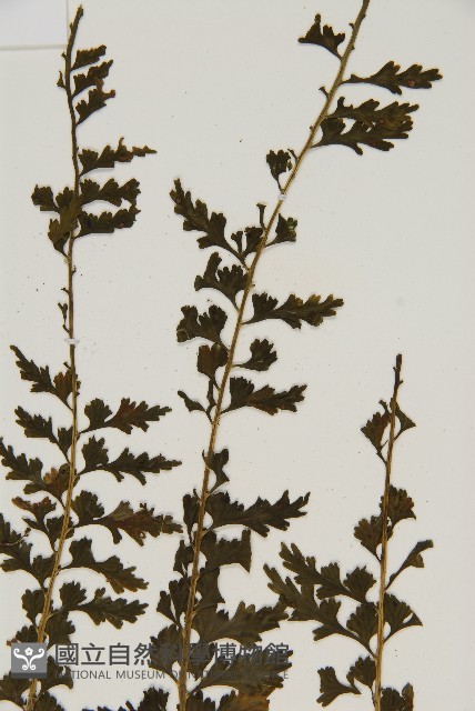 鱗柄鐵角蕨藏品圖，第4張