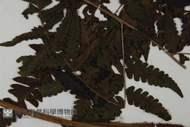 登錄號:P008484藏品圖，第4張