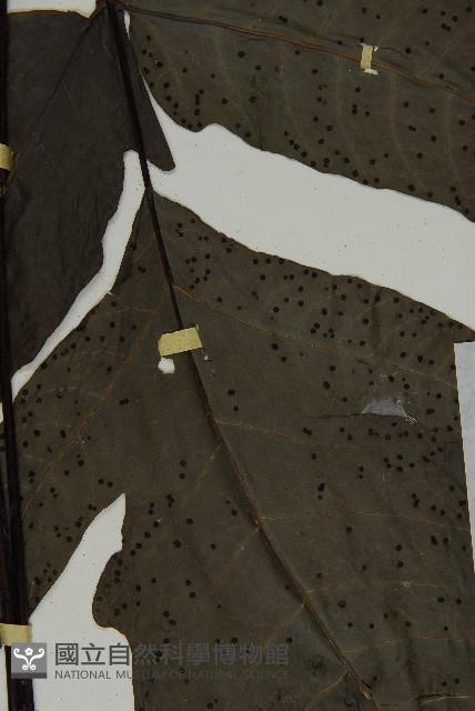 燕尾三叉蕨藏品圖，第4張