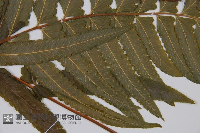 邊緣鱗蓋蕨藏品圖，第4張