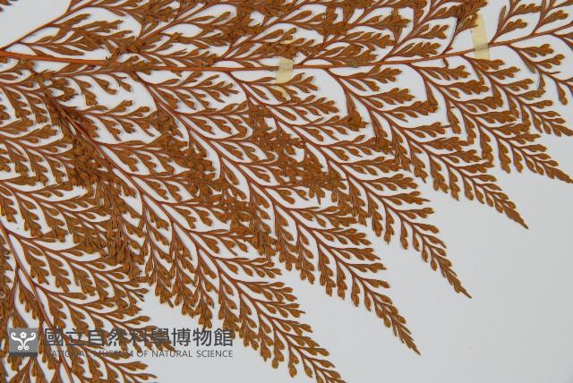 海州骨碎補藏品圖，第4張