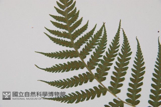 東洋蹄蓋蕨藏品圖，第4張