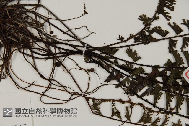 鞭葉鐵線蕨藏品圖，第4張