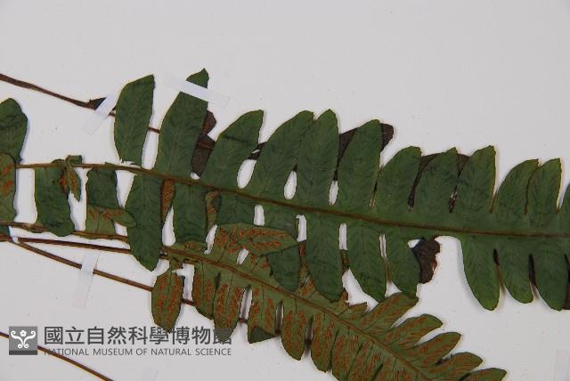 耳羽短腸蕨藏品圖，第7張