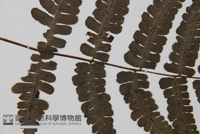 貞蕨藏品圖，第4張