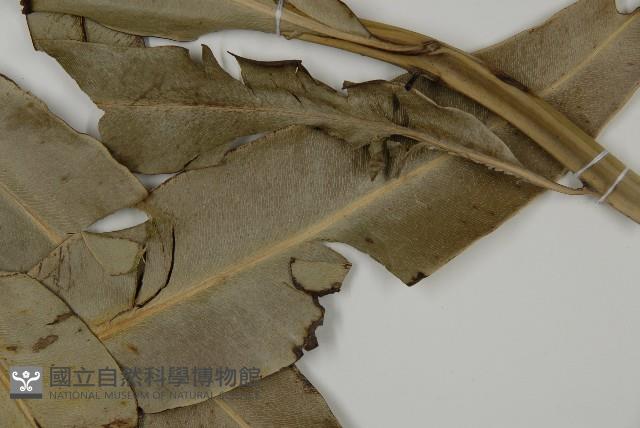 鹵蕨藏品圖，第4張