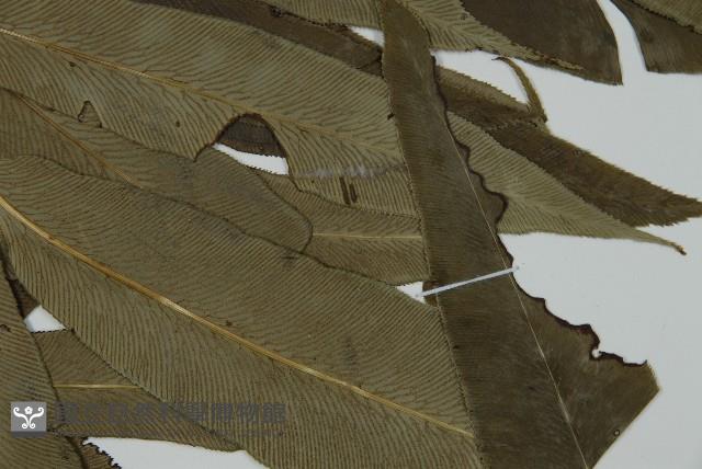 日本鳳丫蕨藏品圖，第4張