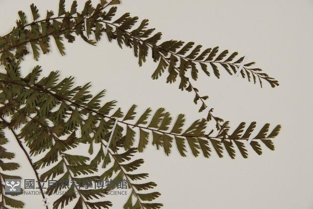 鞭葉鐵線蕨藏品圖，第4張