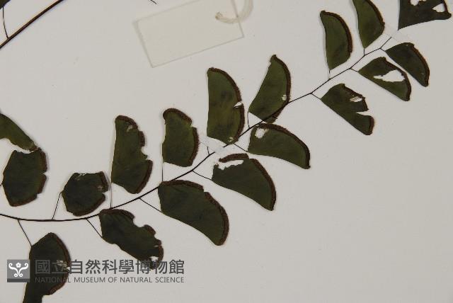 半月形鐵線蕨藏品圖，第4張