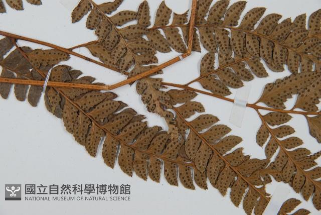 中華複葉耳蕨藏品圖，第4張