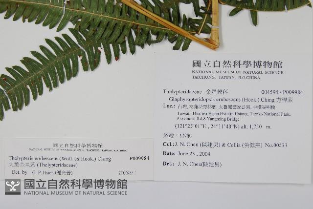 大葉金星蕨藏品圖，第4張