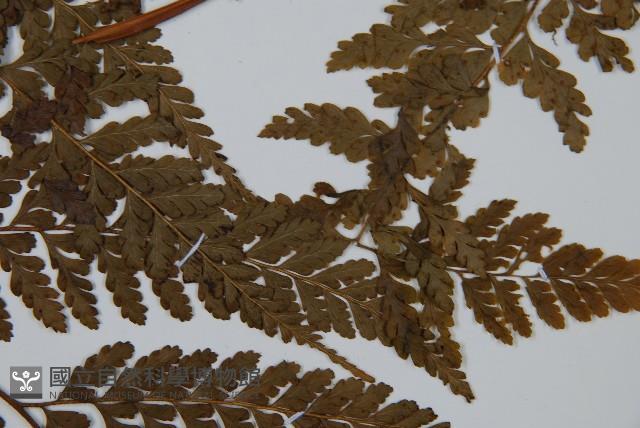 粗毛鱗蓋蕨藏品圖，第4張