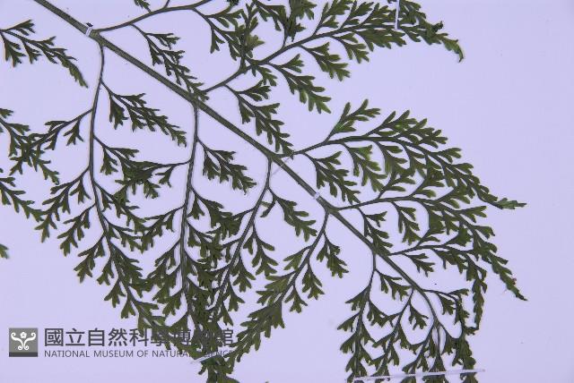 尖葉鐵角蕨藏品圖，第4張