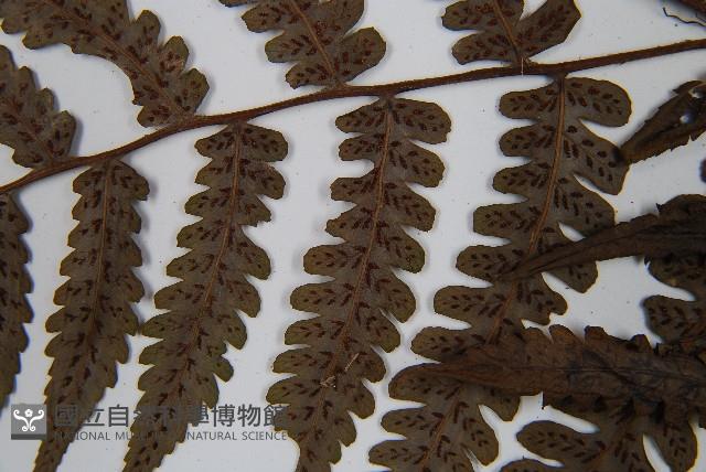 黑葉貞蕨藏品圖，第4張