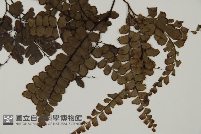 扇葉鐵線蕨藏品圖，第3張