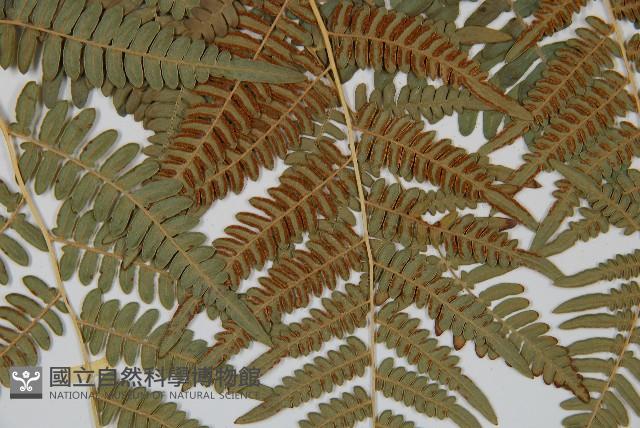 蕨藏品圖，第4張