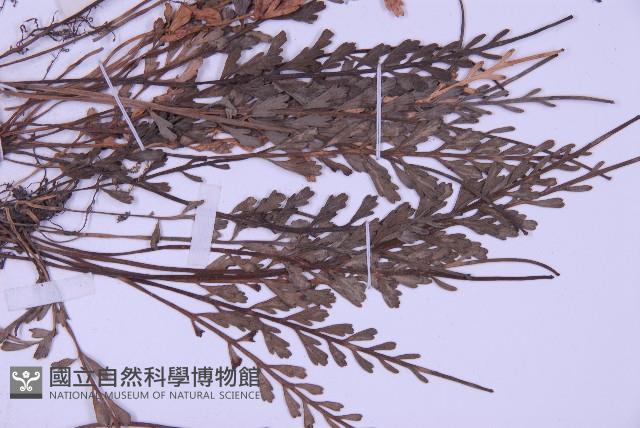 長生鐵角蕨藏品圖，第4張