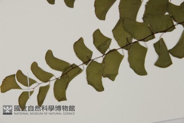 半月形鐵線蕨藏品圖，第3張