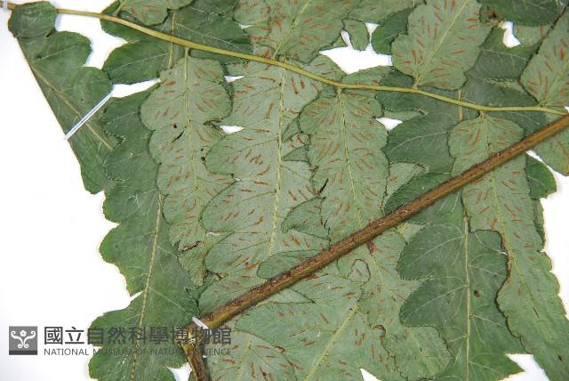 廣葉鋸齒雙蓋蕨藏品圖，第4張