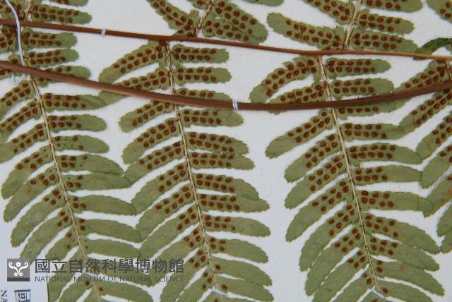 登錄號:P011129藏品圖，第4張