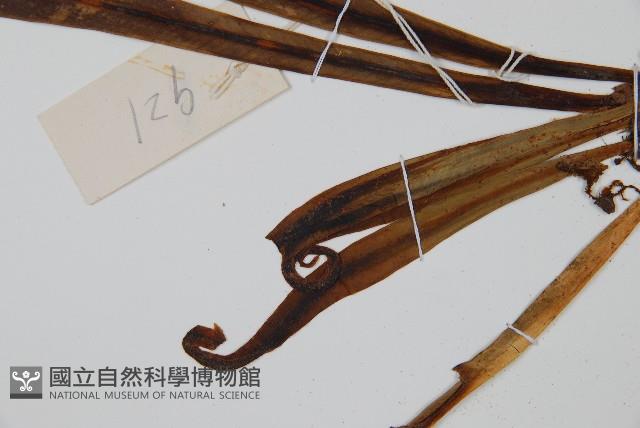 狹基巢蕨藏品圖，第4張