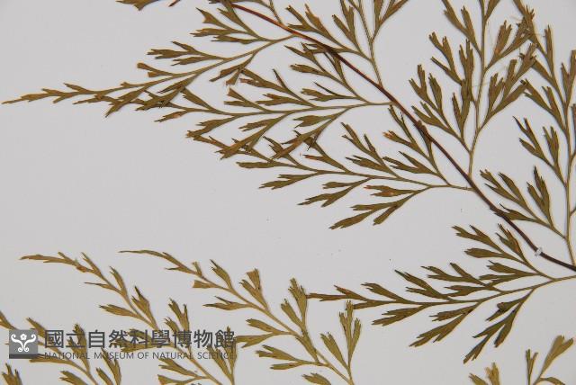 威氏鐵角蕨藏品圖，第4張