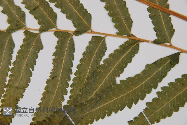 邊緣鱗蓋蕨藏品圖，第4張