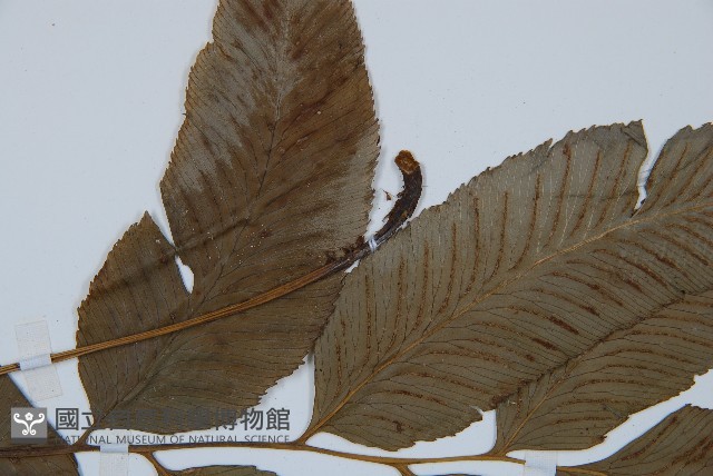 鎌羽雙蓋蕨藏品圖，第4張