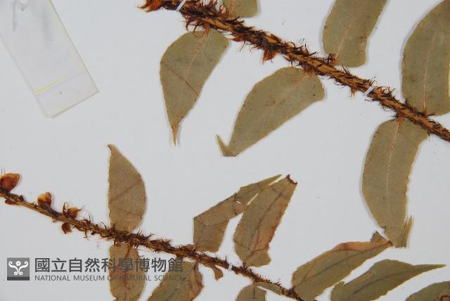 貫眾蕨藏品圖，第4張