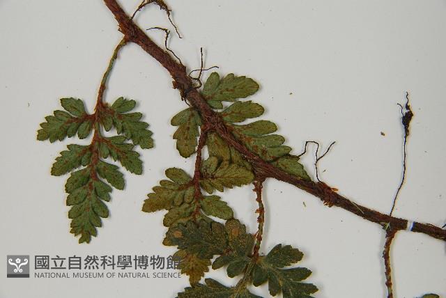 陰石蕨藏品圖，第4張