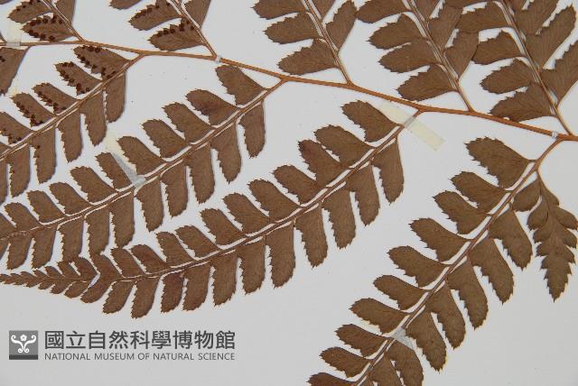 斜方複葉耳蕨藏品圖，第3張