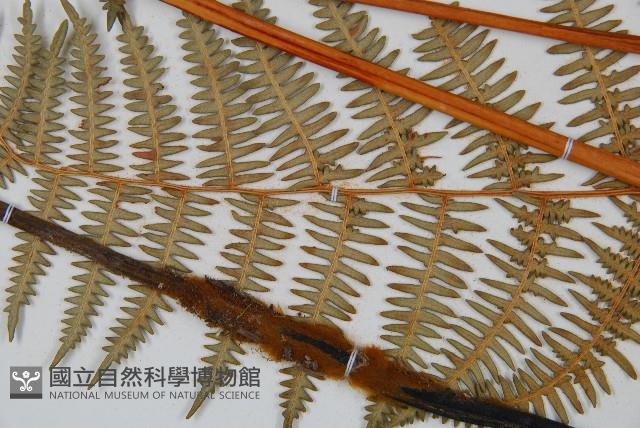 蕨藏品圖，第7張