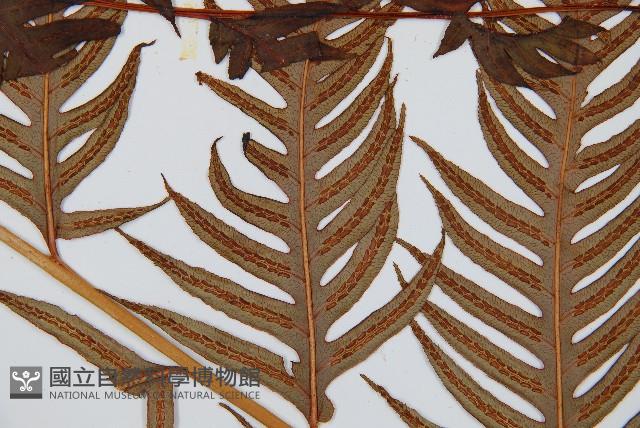 生芽狗脊蕨、頂芽狗脊蕨藏品圖，第4張