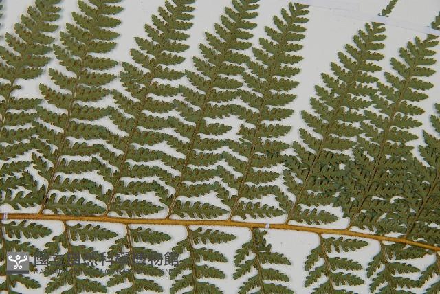 司氏碗蕨藏品圖，第7張