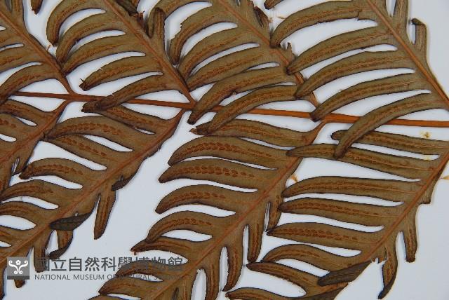 臺灣狗脊蕨藏品圖，第3張