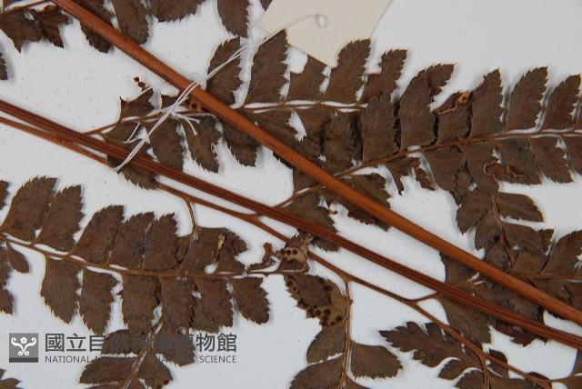 屋久複葉耳蕨藏品圖，第4張