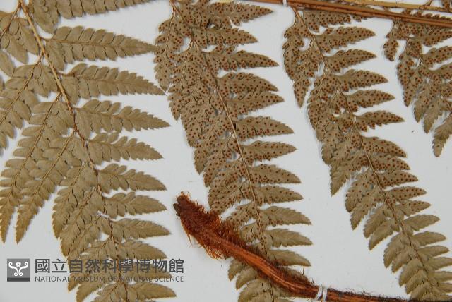 細葉複葉耳蕨藏品圖，第4張