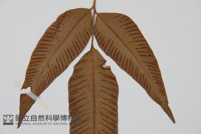 細柄雙蓋蕨藏品圖，第4張