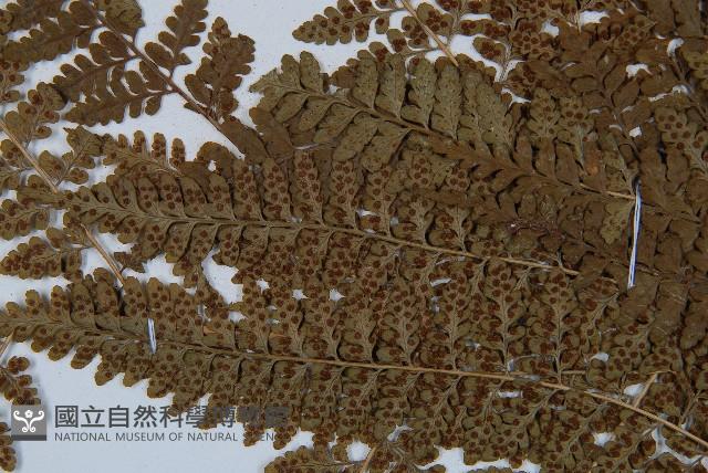 哈氏假複葉耳蕨藏品圖，第7張