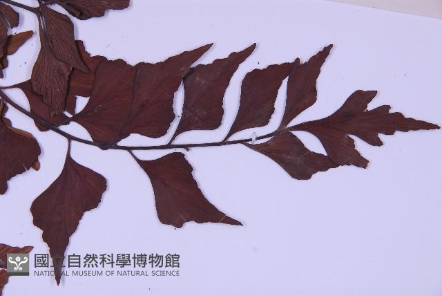 石生鐵角蕨藏品圖，第4張