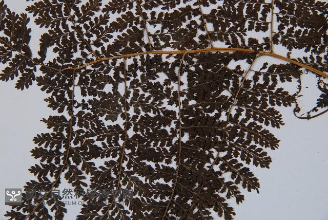 稀子蕨藏品圖，第4張