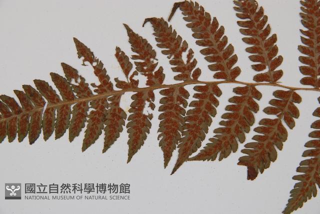 假蹄蓋蕨、東洋蹄蓋蕨藏品圖，第4張