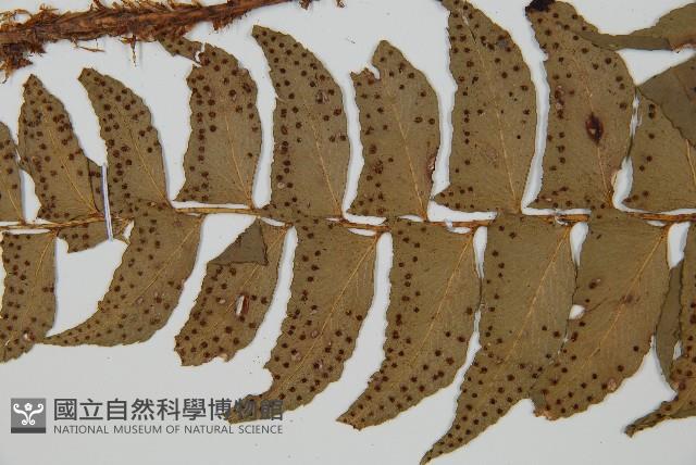 鐮羽貫眾藏品圖，第4張