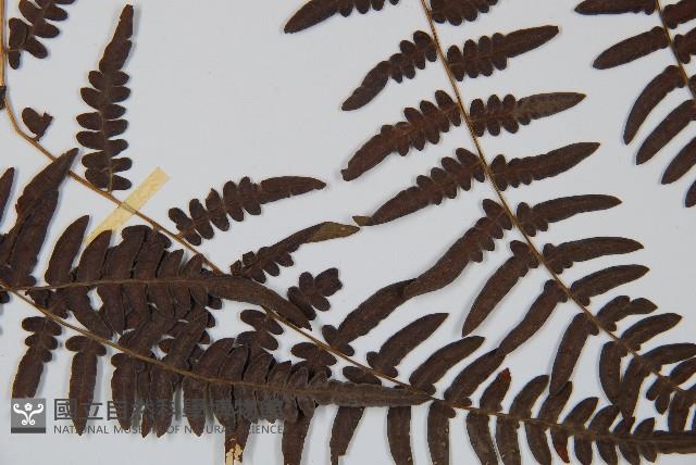 蕨藏品圖，第4張