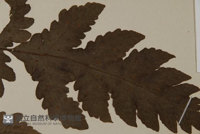 陰地三叉蕨藏品圖，第4張