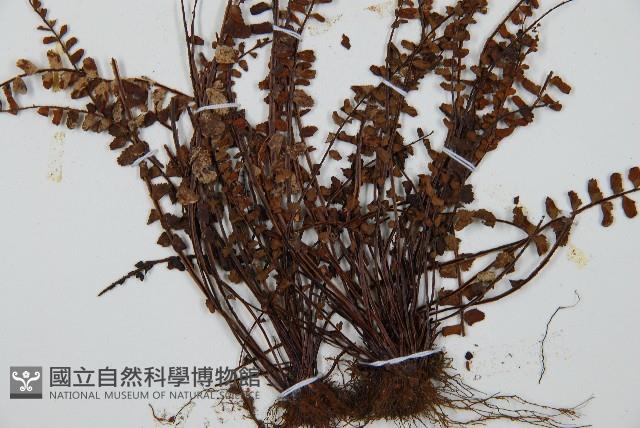 三翅鐵角蕨藏品圖，第4張